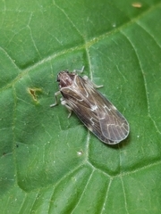 Synecdoche dimidiata