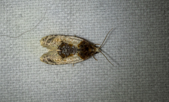 Henricus edwardsiana