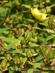 Hypericum forrestii
