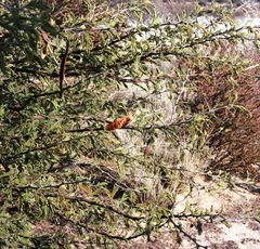 Vachellia luederitzii luederitzii