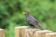 Turdus merula azorensis