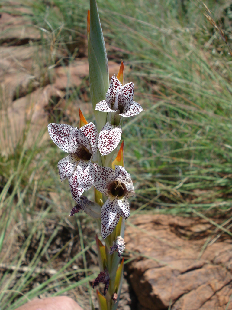 Wine-spotted gladiolus