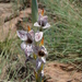 Gladiolus vinosomaculatus - Photo (c) georgfritz, algunos derechos reservados (CC BY-NC)