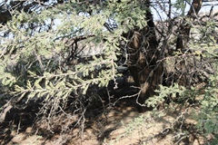 Vachellia luederitzii luederitzii