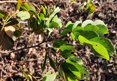 Mimosa caesalpiniifolia