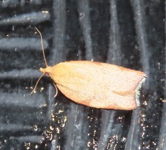 Clepsis siciliana