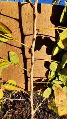 Mimosa caesalpiniifolia