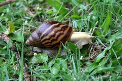 Cochlitoma granulata