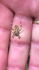 Araneus diadematus