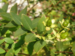 Hypericum lobbii