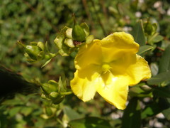 Hypericum lobbii