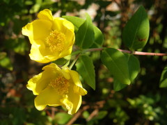Hypericum lobbii