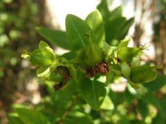 Hypericum lobbii