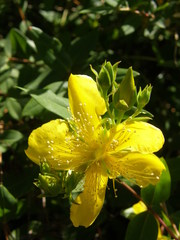 Hypericum kouytchense