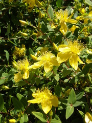 Hypericum kouytchense