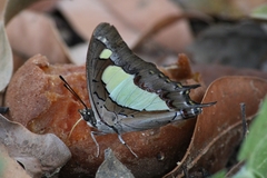 Polyura agraria