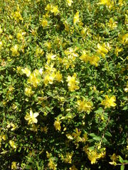 Hypericum kouytchense