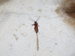Arhopalus syriacus