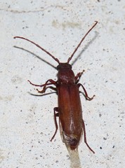Arhopalus syriacus