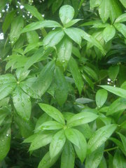 Bonellia macrocarpa macrocarpa