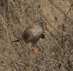 Micronisus gabar gabar