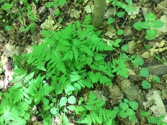 Gymnocarpium dryopteris