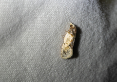 Henricus edwardsiana