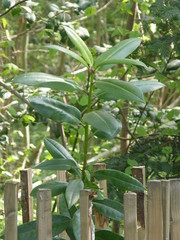 Ilex latifolia
