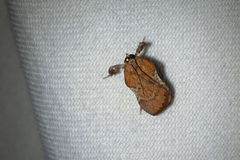 Galasa nigripunctalis