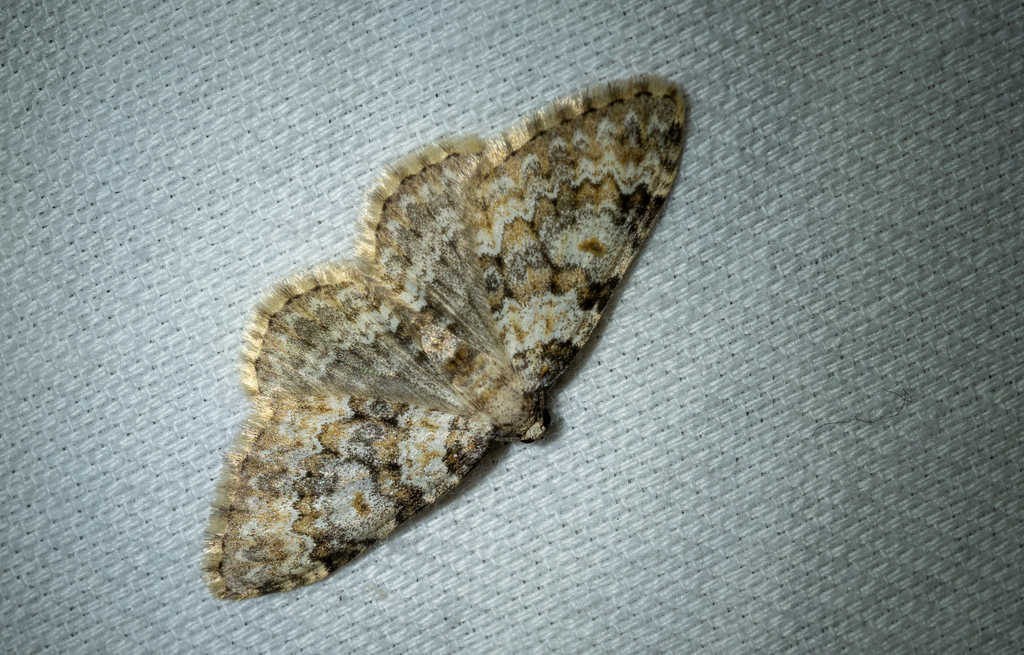 Zenophleps obscurata