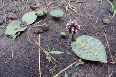 Drimiopsis burkei