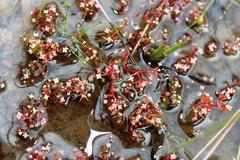 Crassula vaillantii