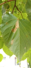 Phyllonorycter issikii