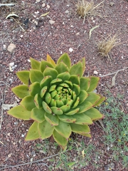 Echeveria agavoides