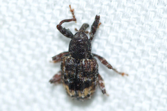 Conotrachelus schoofi