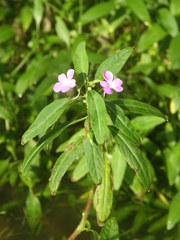 Impatiens irvingii