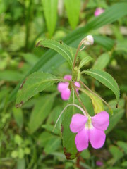 Impatiens irvingii