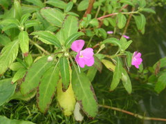 Impatiens irvingii