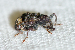 Conotrachelus schoofi