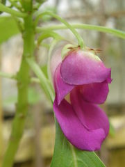 Impatiens mackeyana