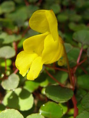 Impatiens repens