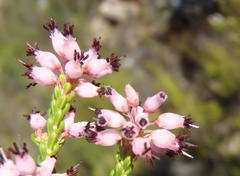 Erica petraea