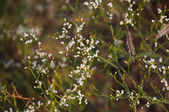 Eriogonum effusum