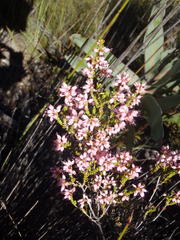 Erica petraea