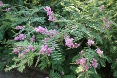 Indigofera heterantha