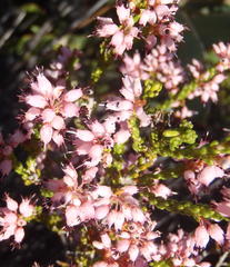 Erica petraea