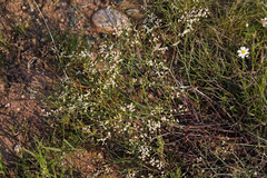 Eriogonum effusum