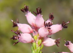 Erica petraea