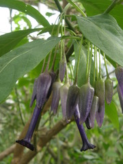 Iochroma calycinum