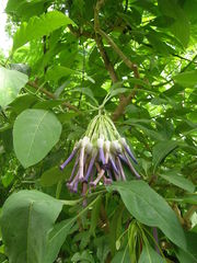 Iochroma calycinum